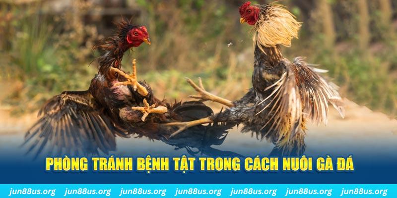 33win01 natural” trong baccarat nghĩa là gì？